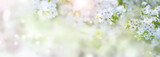 Spring time with cherry blossoms