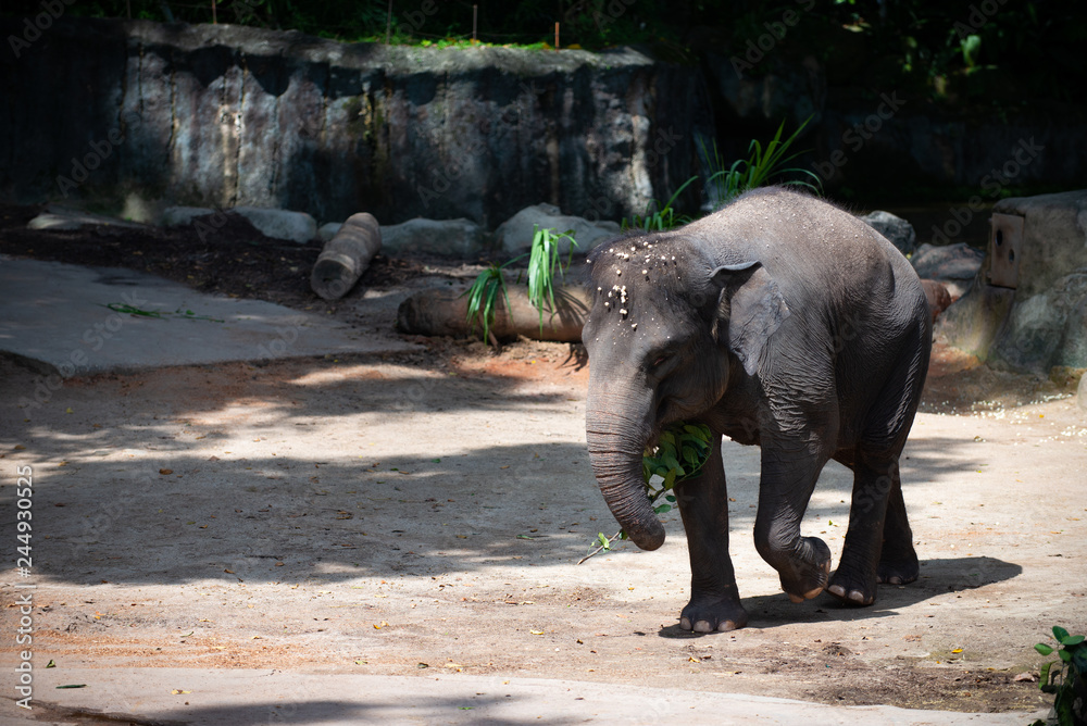 Captive Asian Elephant