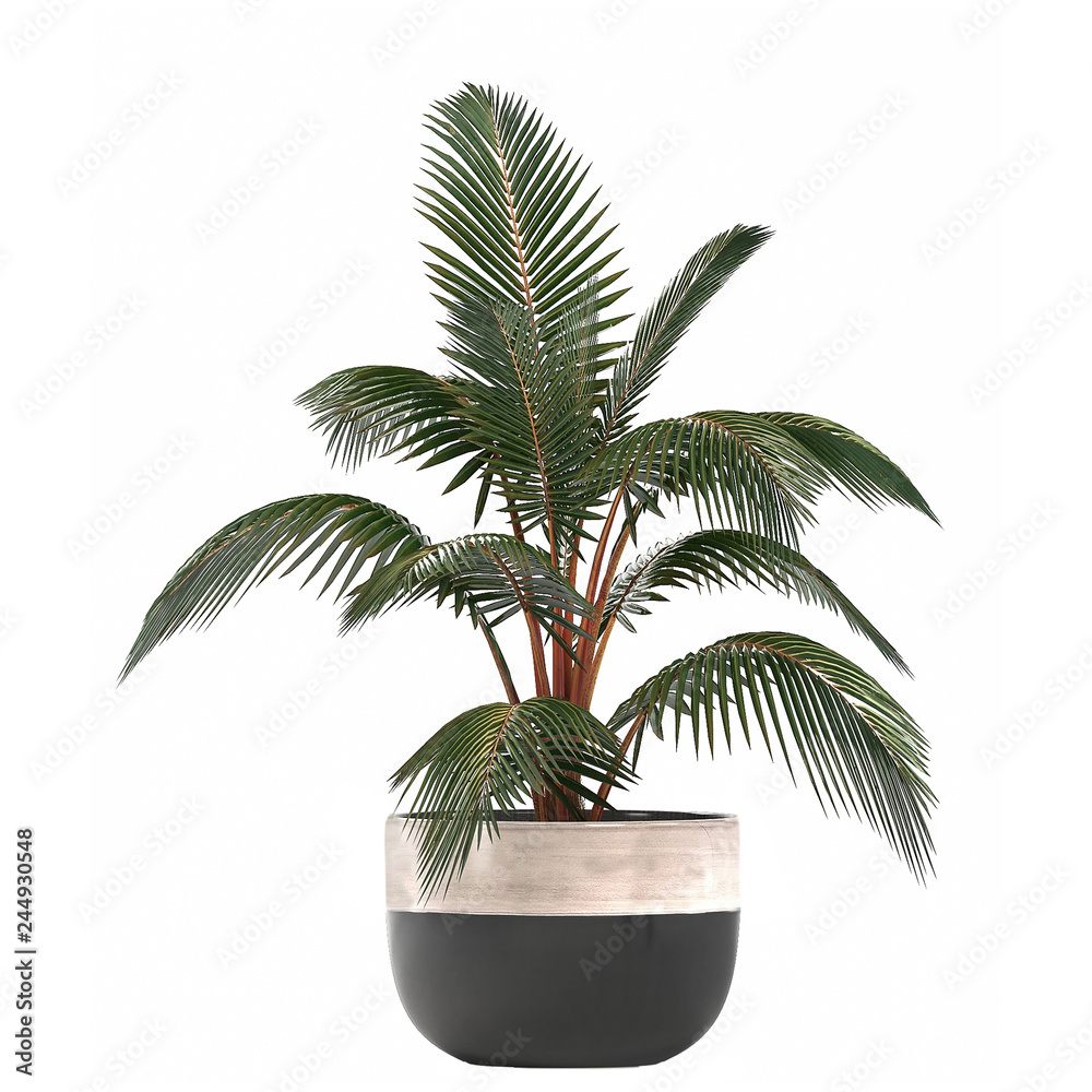 Obraz premium decorative palm