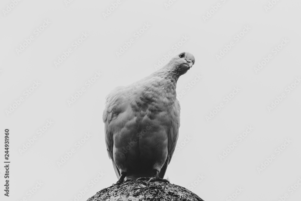 pigeon isolated on white background pigeon isolated on white background