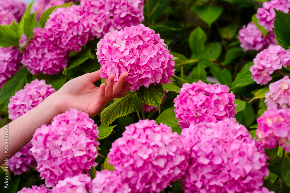 Greenhouse flowers. woman care of flowers in garden. hydrangea. Spring and summer. gardener with flowers. Flower care watering. soils and fertilizers. Eco living. Beautiful paradise. soft and tender Greenhouse flowers. woman care of flowers in garden. hydrangea. Spring and summer. gardener with flowers. Flower care watering. soils and fertilizers. Eco living. Beautiful paradise. soft and tender