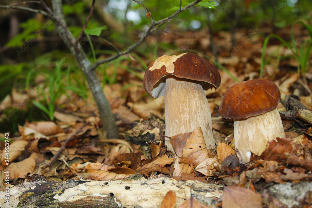 Fototapeta premium Two little boletus edulis in wood
