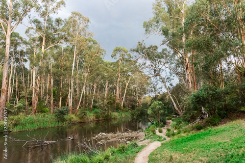 Walking track along the Yarra River in Warrandtye in Melbourne  Australia