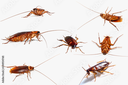 Set of Cockroach with Still alive  on white background. © chaphot