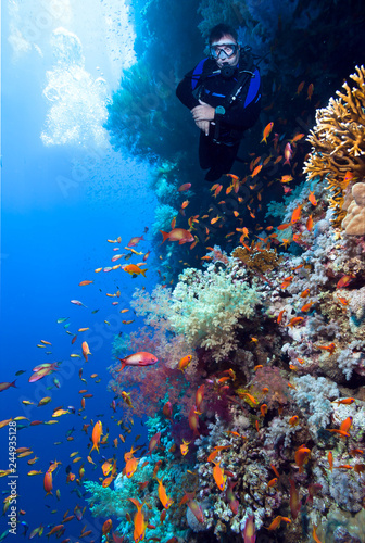 Scuba Diver explores beautiful coral reef. 