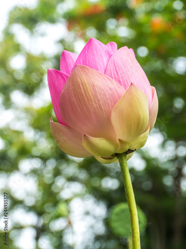 Fototapeta Naklejka Na Ścianę i Meble -  Pink water lily in natural park