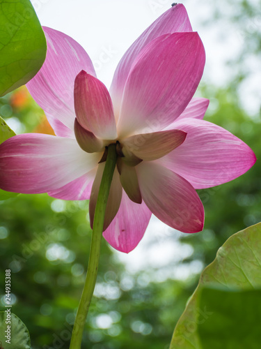 Fototapeta Naklejka Na Ścianę i Meble -  Pink water lily in natural park
