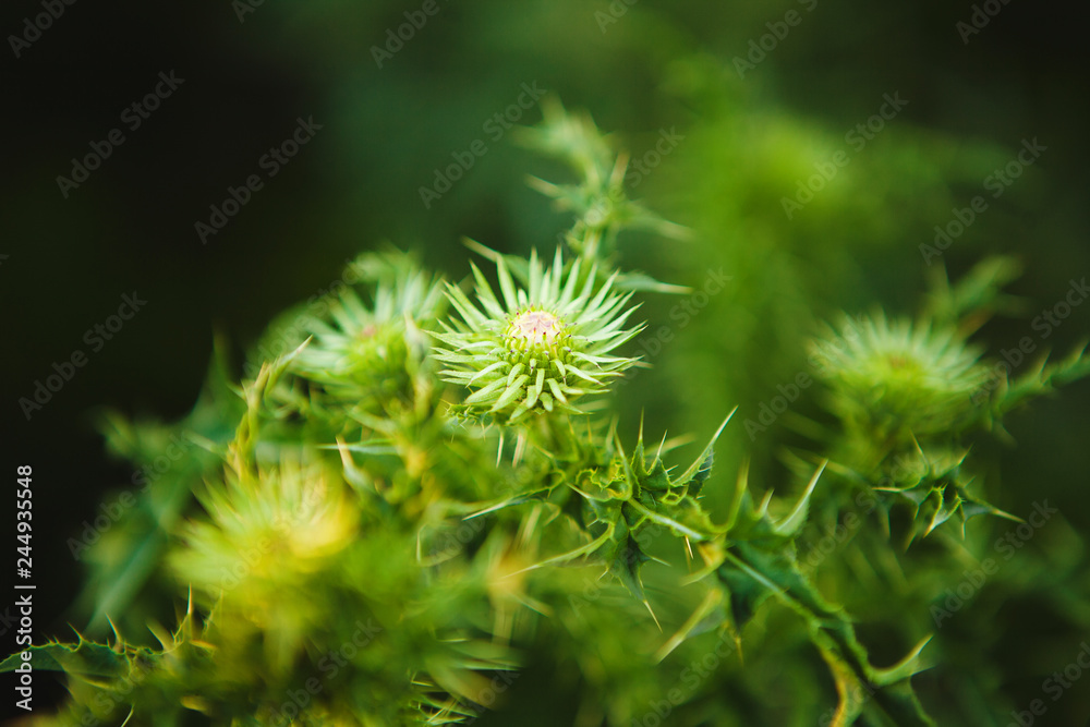 Macro image of green undisclosed thistle. Weed plant, close-up image. Macro image of green undisclosed thistle. Weed plant, close-up image.