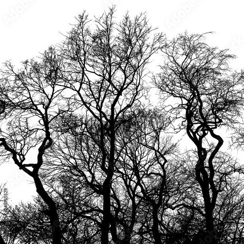 Silhouette of bare trees, black interlaced branches isolated on white background © Jazziel