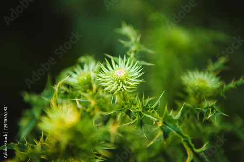 Macro image of green undisclosed thistle. Weed plant, close-up image.