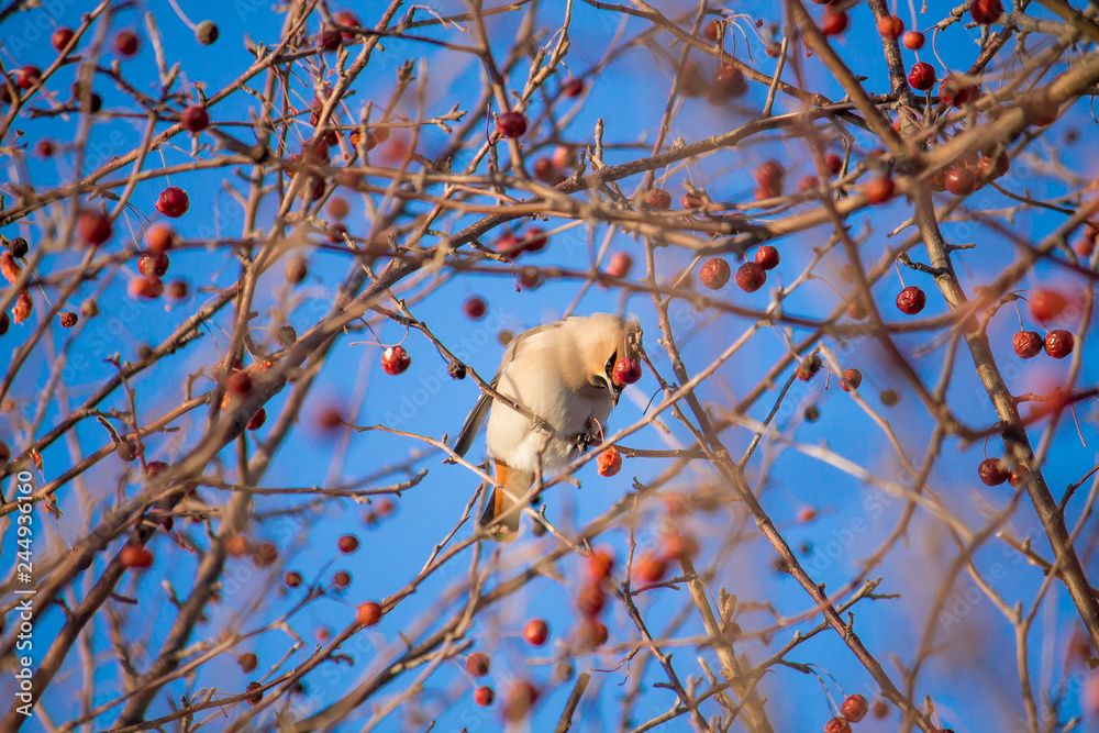 waxwing eating berries on a tree on the bright blue sky background waxwing eating berries on a tree on the bright blue sky background