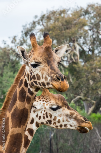 Portrait of two Rothschilds giraffes