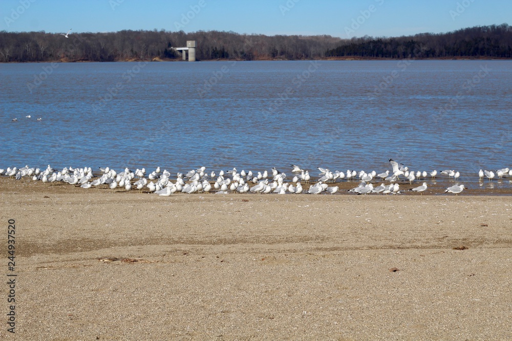 The gulls on the beach near the lakes waters edge.