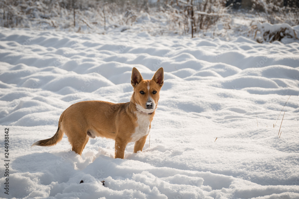 Red-haired dog on winter landscape background. Background of white snow-covered relief surface. A photo ride with my friend