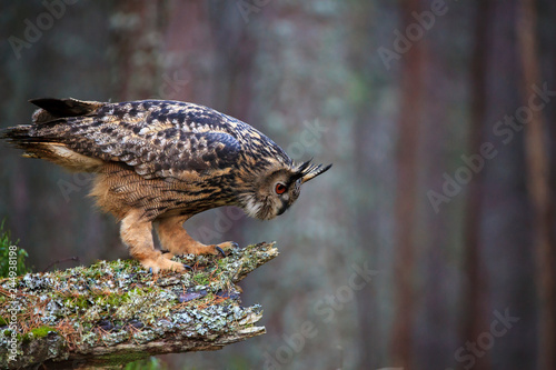 Eagle owl, bubo bubo in the forest photo