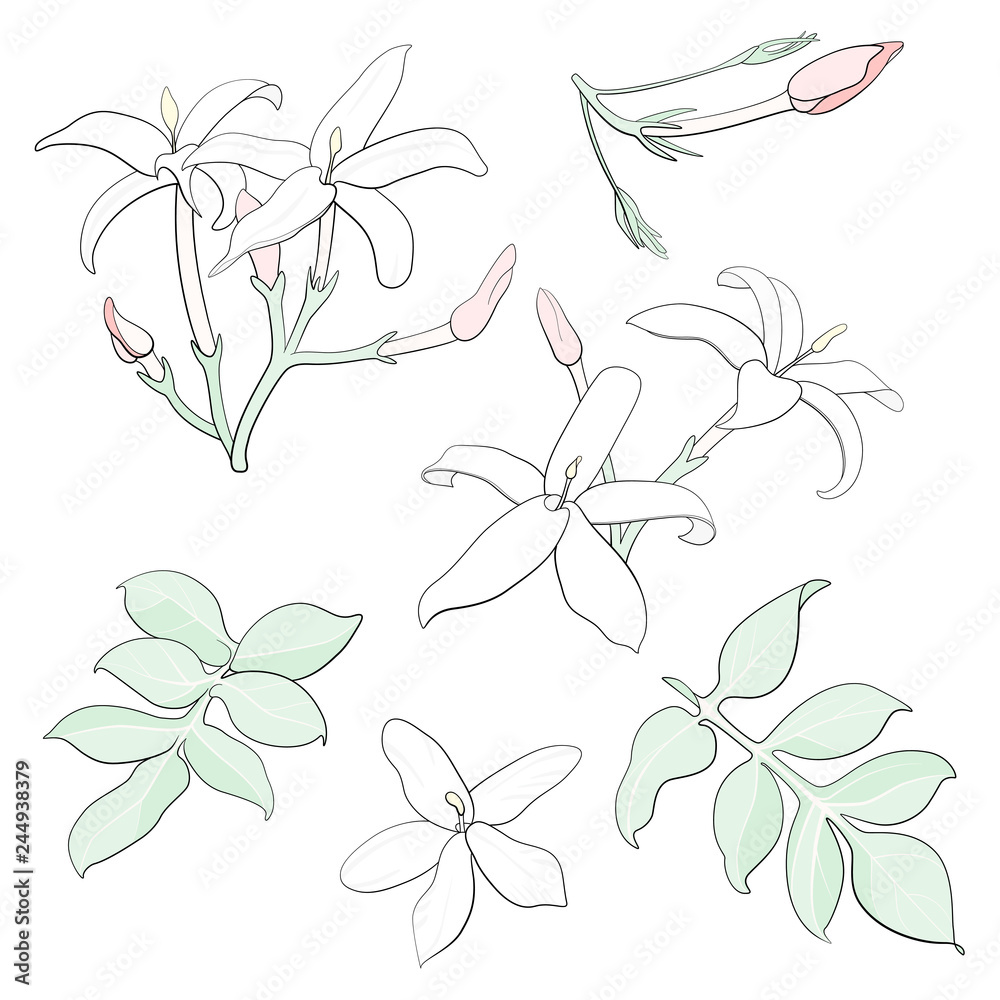 Obraz premium jasminum grandiflorum