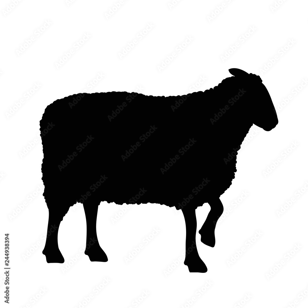 Vector silhouette of sheep on white background. Vector silhouette of sheep on white background.