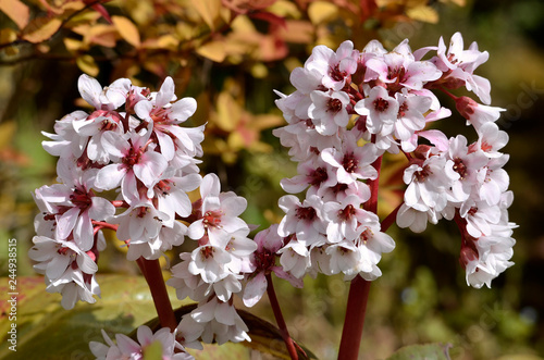 Tableau sur toile Closeup bergenia flowers in a garden