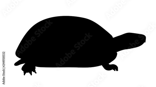 Vector silhouette of turtle on white background.