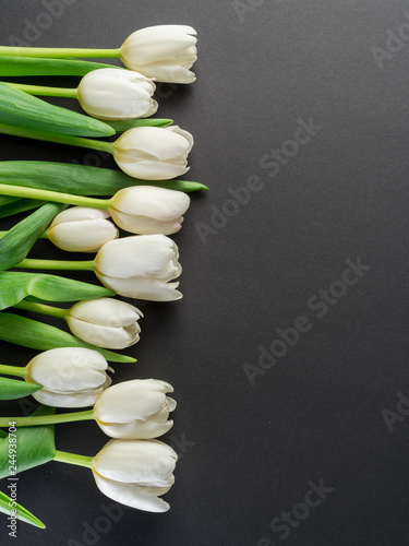White tender tulips on dark gray background.