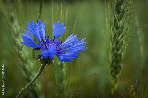 Bleuet des champs photo