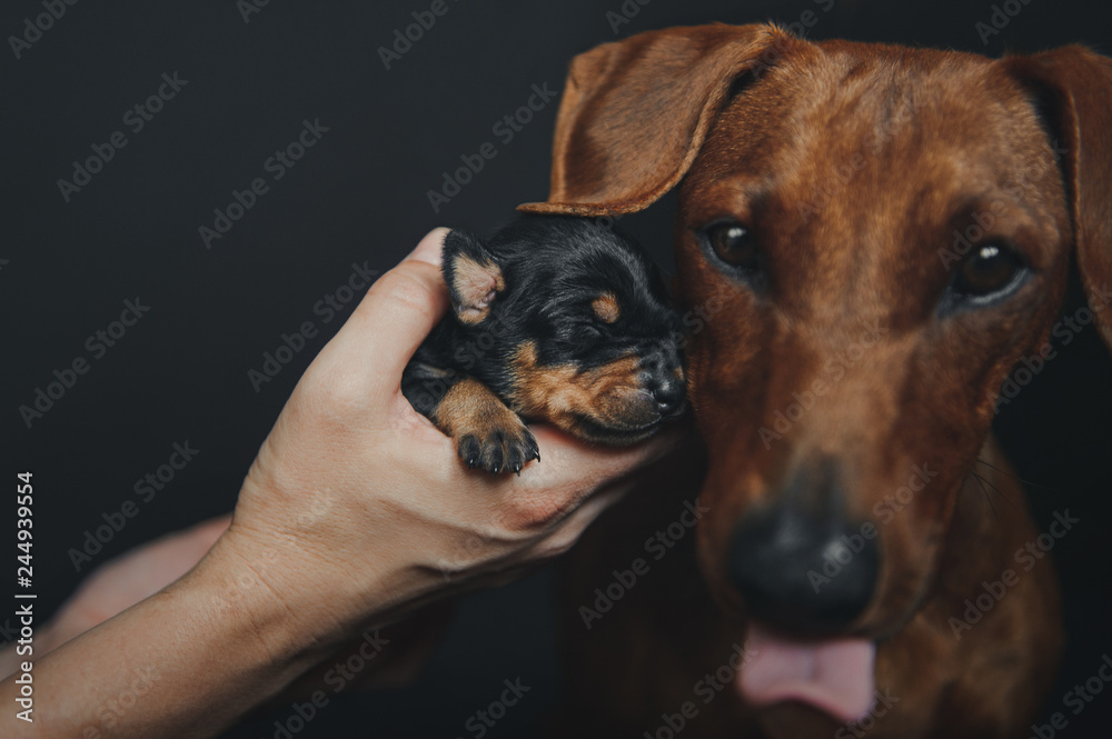 Woman show newborn cute puppy to mother pincher bog