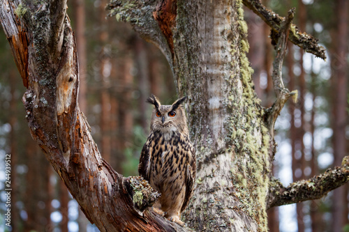 Eagle owl, bubo bubo in the forest