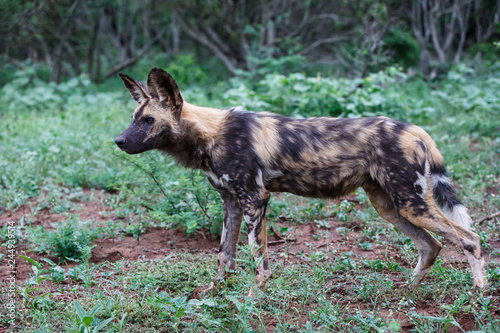 African Wild dog  in Zimanga Game Reserve - South Africa