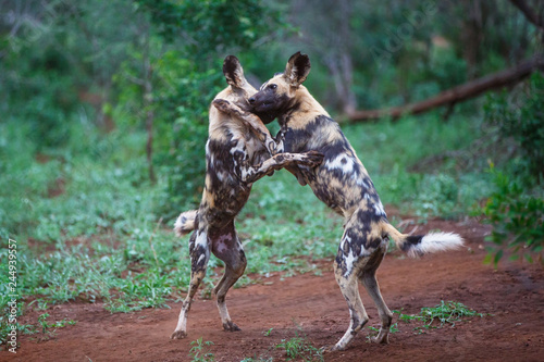 African Wild dog playing in Zimanga Game Reserve - South Africa