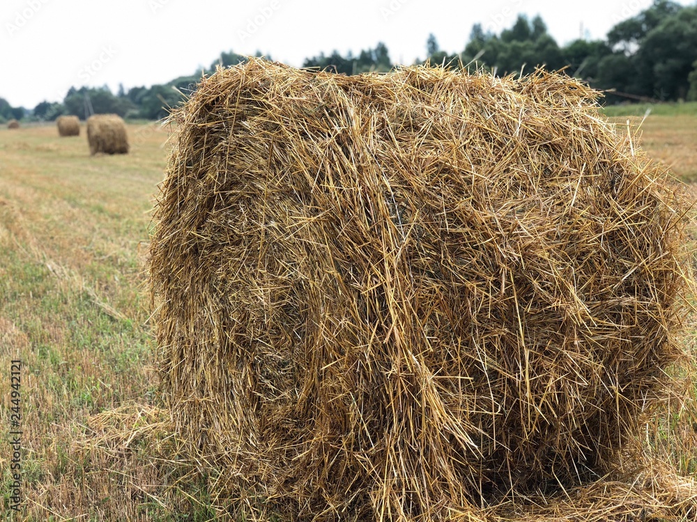 Haystack on the slanted field in the fresh summer morning in August Haystack on the slanted field in the fresh summer morning in August