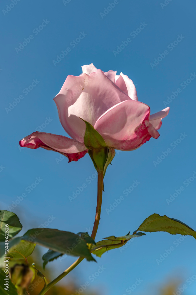 Fototapeta premium Stem with leaves and bud of a pink rose against the blue sky close-up