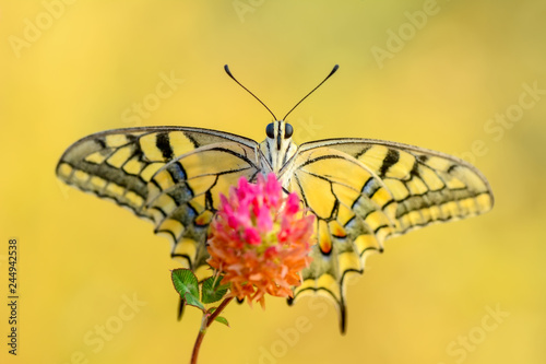 Closeup  beautiful butterflies sitting on flower © blackdiamond67