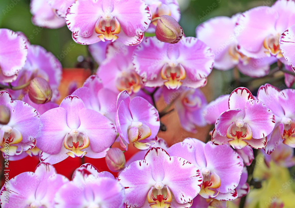 Blooming phalaenopsis, indoors Blooming phalaenopsis, indoors
