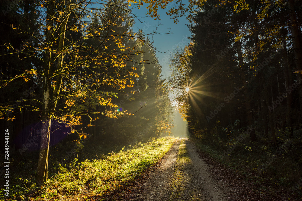Naklejka premium Bäume im Wald in der Herbstzeit schön Lichtstimmung.