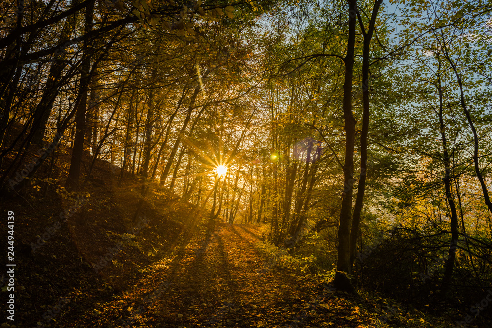 Obraz premium Bäume im Wald in der Herbstzeit schön Lichtstimmung.