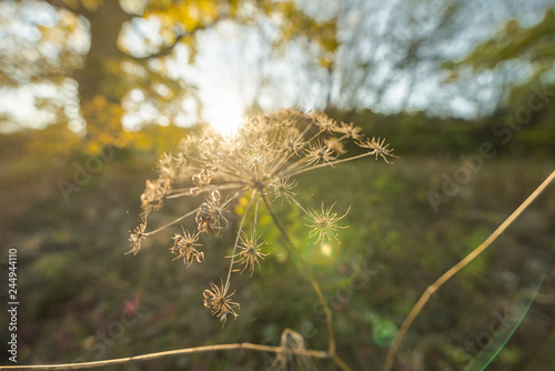 Pflanze im Wald in der Herbstzeit sch  n Lichtstimmung.