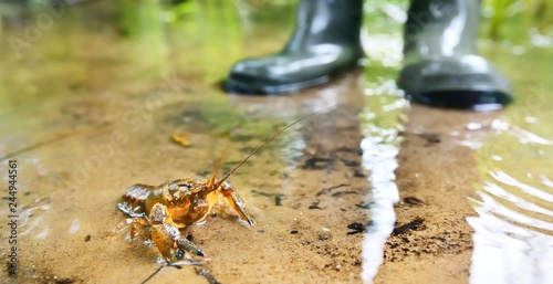 American spiny-cheek crayfish (Orconectes limosus) invasive to Europe in a forest river in Latvia photo