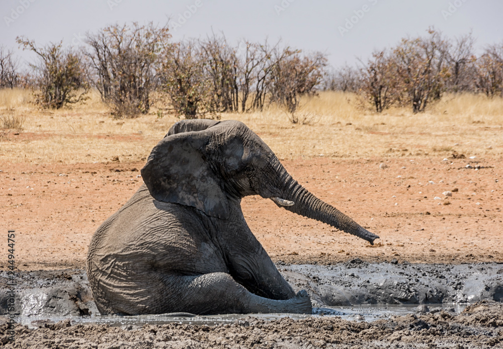 Fototapeta premium Elephant Mud Bath