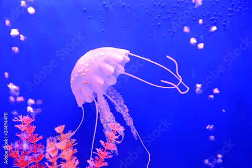 Beautiful jellyfish, in the water photo