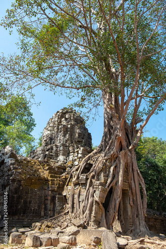 Ta Prohm temple with close up giant banyan tree