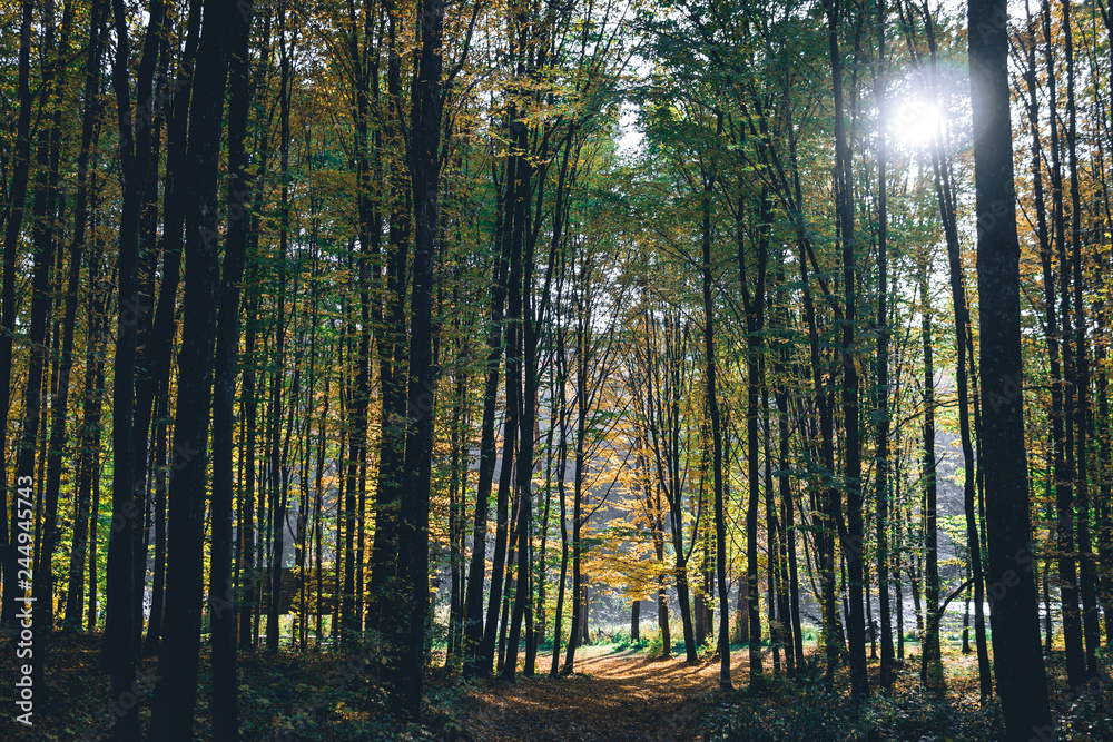 Obraz premium Autumn Landscape Background. Golden Autumn, Beautiful Yellow and Orange lice on Trees in the Park