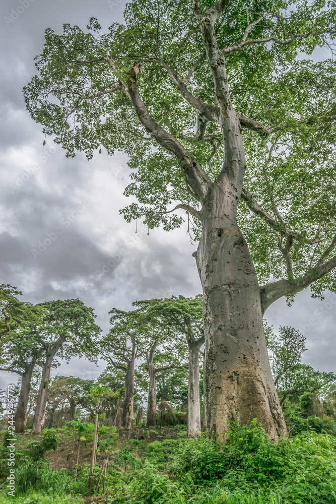 View with typical tropical landscape, baobab trees and other types of vegetation, cloudy sky as background