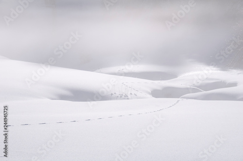 Wallpaper Mural Spur im Schnee mit Nebel Torontodigital.ca