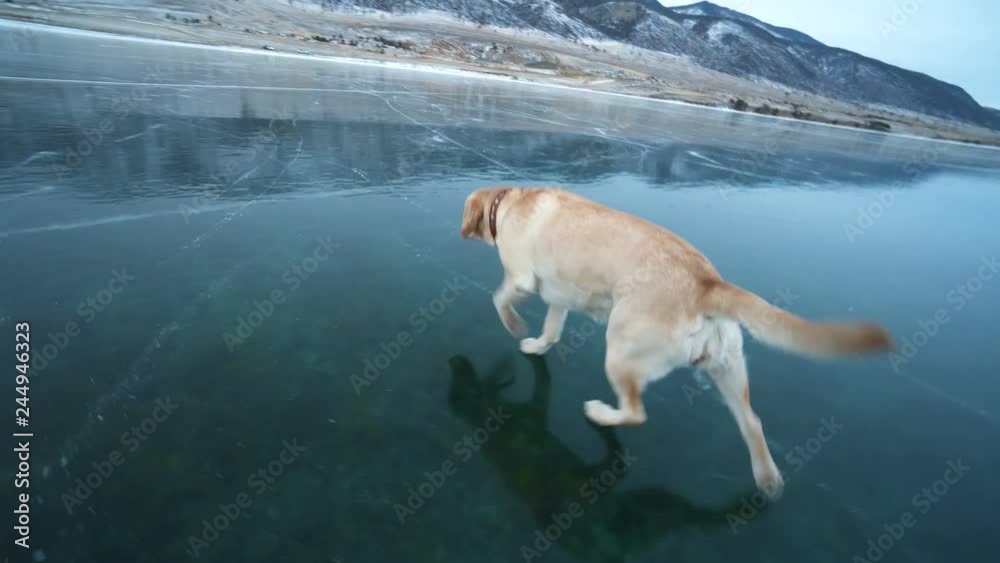 Wideo Stock The dog funny slips on transparent frozen ice of the lake