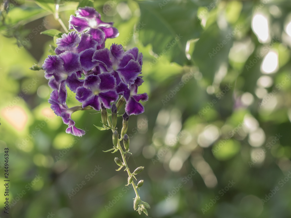 purple flower in the early morning purple flower in the early morning