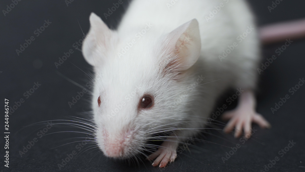 white laboratory rat isolated on grey background white laboratory rat isolated on grey background