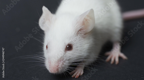 white laboratory rat isolated on grey background