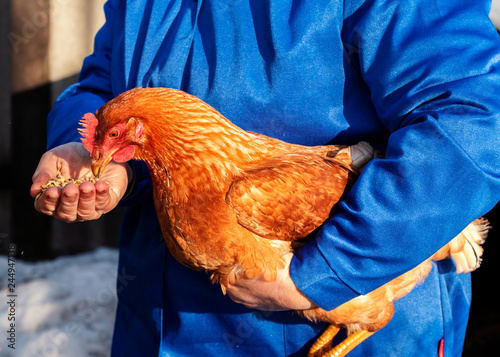 Woman farmer in blue robe feeds domestic chickens with grain.