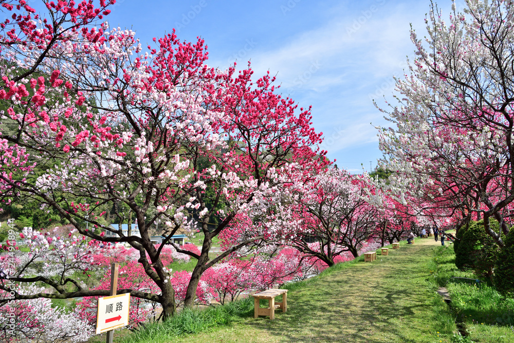 長野県阿智村 桃源郷 満開の「花桃の里」