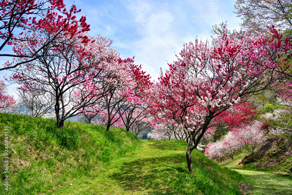 長野県阿智村 桃源郷 満開の「花桃の里」